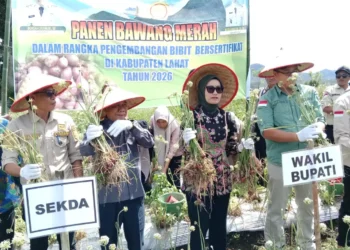 Pemkab Lahat Perkuat Pertanian melalui Panen Bawang Merah dan Penggunaan Bibit Bersertifikat