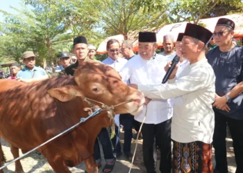 Bupati dan Wakil Bupati Lahat Serahkan Hewan Kurban kepada Keluarga Besar NU, Perkuat Ukhuwah dan Kepedulian Sosial