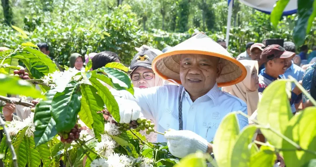 Sekda Lahat Hadiri Panen Kopi dan Penanaman Lada, Dorong Penguatan Komoditas Unggulan Daerah