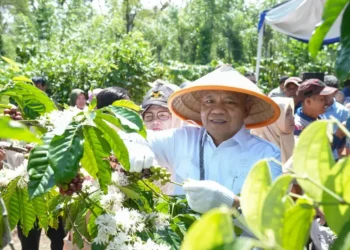 Sekda Lahat Hadiri Panen Kopi dan Penanaman Lada, Dorong Penguatan Komoditas Unggulan Daerah