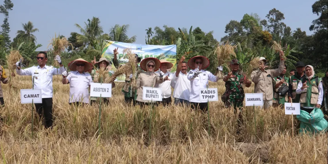 Wakil Bupati Lahat Panen Padi Bersama Kelompok Tani Muda Sepakat di Kota Agung