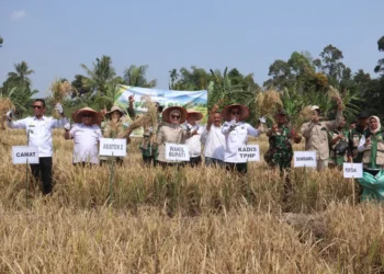 Wakil Bupati Lahat Panen Padi Bersama Kelompok Tani Muda Sepakat di Kota Agung